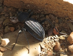 Somaticus aeneus