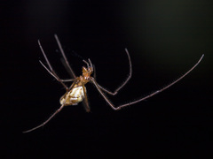 Tetragnatha pinicola