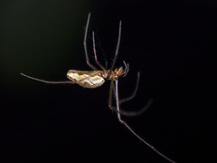 Tetragnatha pinicola