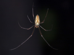 Tetragnatha pinicola
