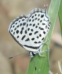 Tarucus sybaris linearis