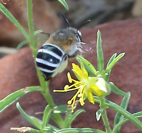 Vahlia capensis subsp. vulgaris image