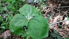 Trillium albidum parviflorum