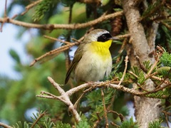 Geothlypis trichas image