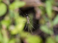 Tetragnatha pinicola