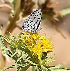 Tarucus sybaris linearis