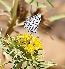 Tarucus sybaris linearis