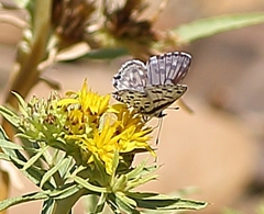 Tarucus sybaris linearis