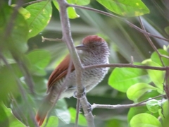 Thamnophilus multistriatus