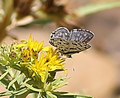 Tarucus sybaris linearis