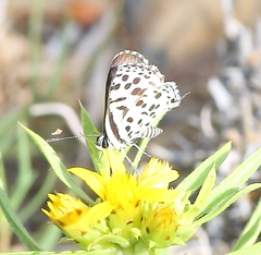 Tarucus sybaris linearis