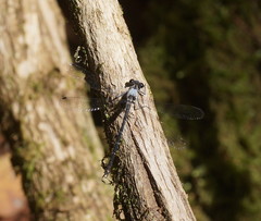Austroargiolestes calcaris