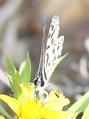 Tarucus sybaris linearis