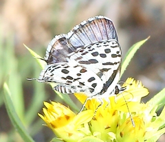 Tarucus sybaris linearis