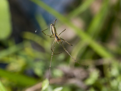Tetragnatha pinicola