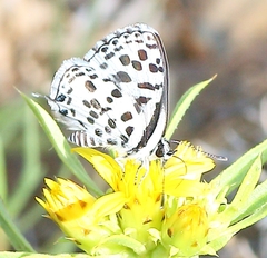 Tarucus sybaris linearis