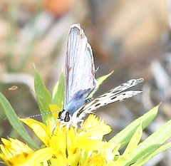 Tarucus sybaris linearis