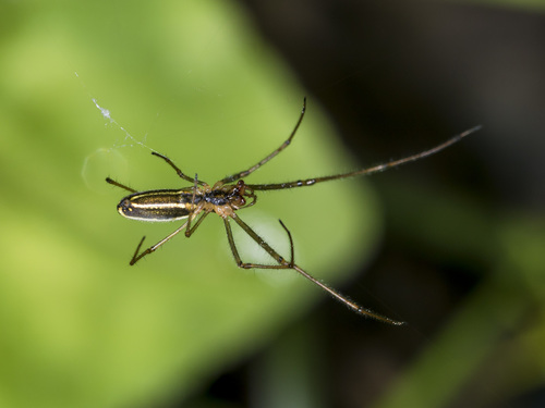 Tetragnatha pinicola