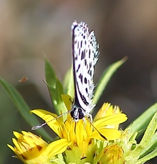 Tarucus sybaris linearis