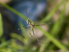 Tetragnatha pinicola