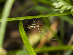 Tetragnatha pinicola