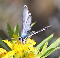 Tarucus sybaris linearis