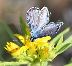 Tarucus sybaris linearis