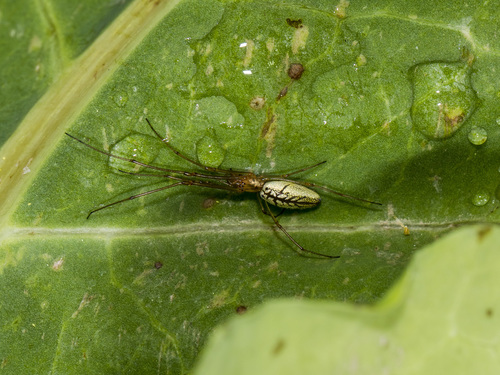 Tetragnatha pinicola