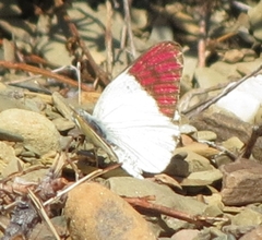 Colotis celimene pholoe