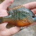 Longear Sunfish - Photo (c) Calvin McDowell, some rights reserved (CC BY-NC), uploaded by Calvin McDowell