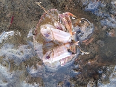 Metacarcinus novaezelandiae