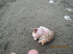 Notomegabalanus decorus