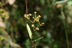 Parsonsia brownii