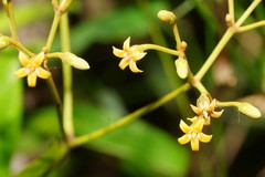Parsonsia brownii