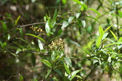 Parsonsia brownii