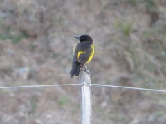 Pseudoleistes guirahuro