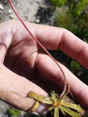 Drosera ericgreenii