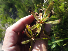 Drosera ericgreenii