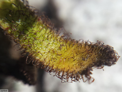 Drosera ericgreenii