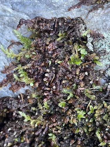 Frullania lindenbergii