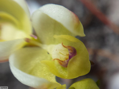 Disa oligantha