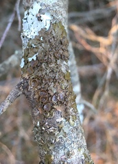 Melanohalea septentrionalis