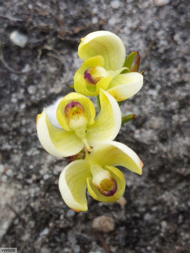 Disa oligantha