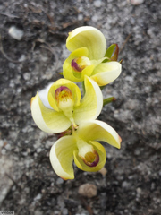 Disa oligantha