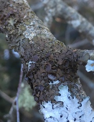 Melanohalea septentrionalis