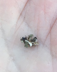 Melanohalea septentrionalis