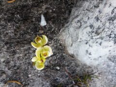 Disa oligantha