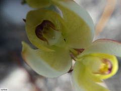 Disa oligantha