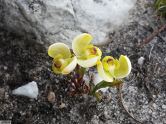 Disa oligantha
