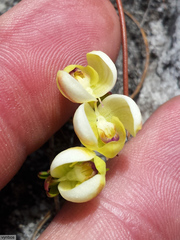 Disa oligantha